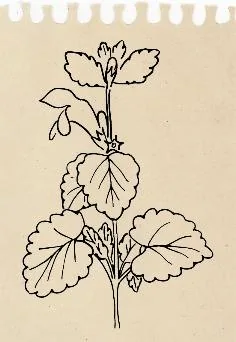 Illustration intérieure de Dent de lion — 6